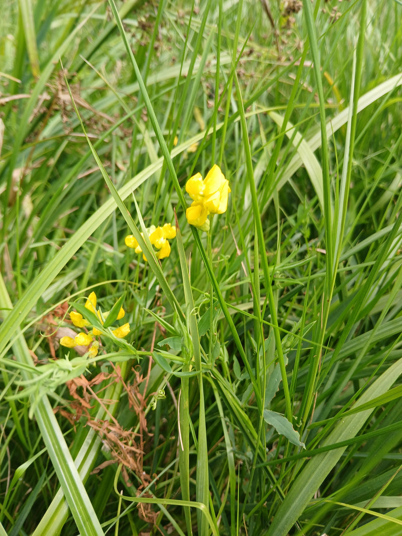 Wiesen-Platterbse — Bild 2