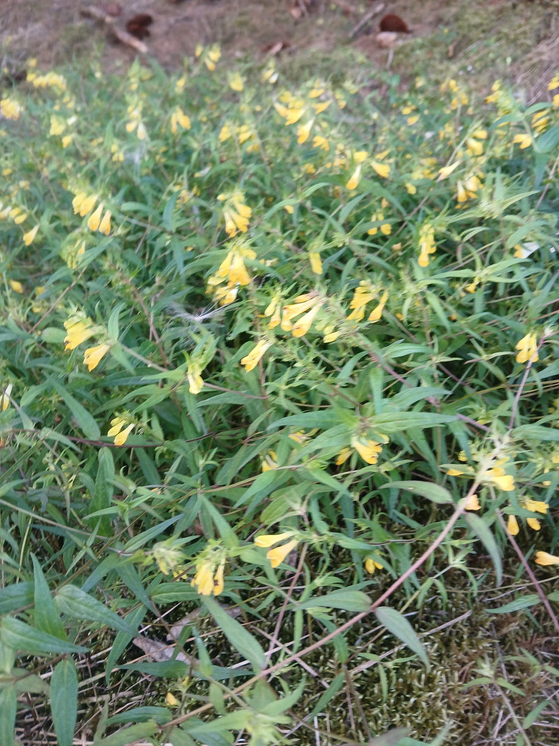 Wiesen-Wachtelweizen — Bild 1