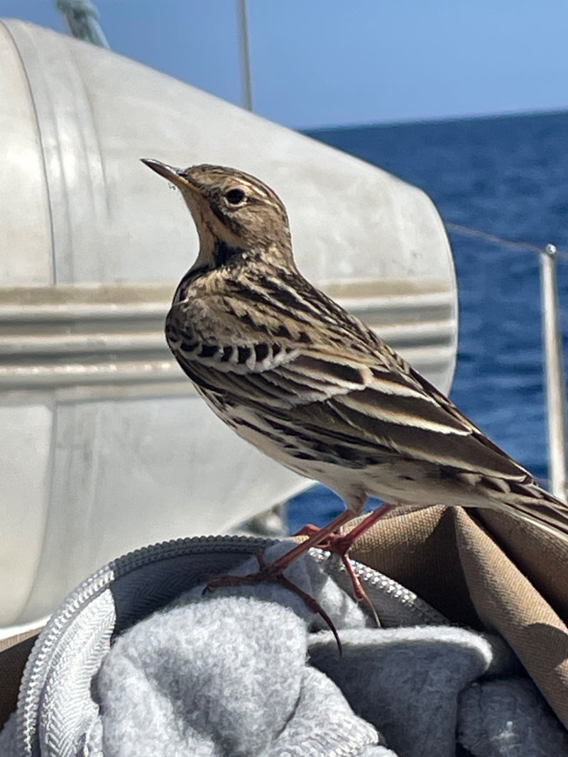 Ein Wiesenpieper sitzt in Nahaufnahme im Profil auf Stoff und Ausrüstung an Bord eines Bootes, im Hintergrund ist das Meer erkennbar.