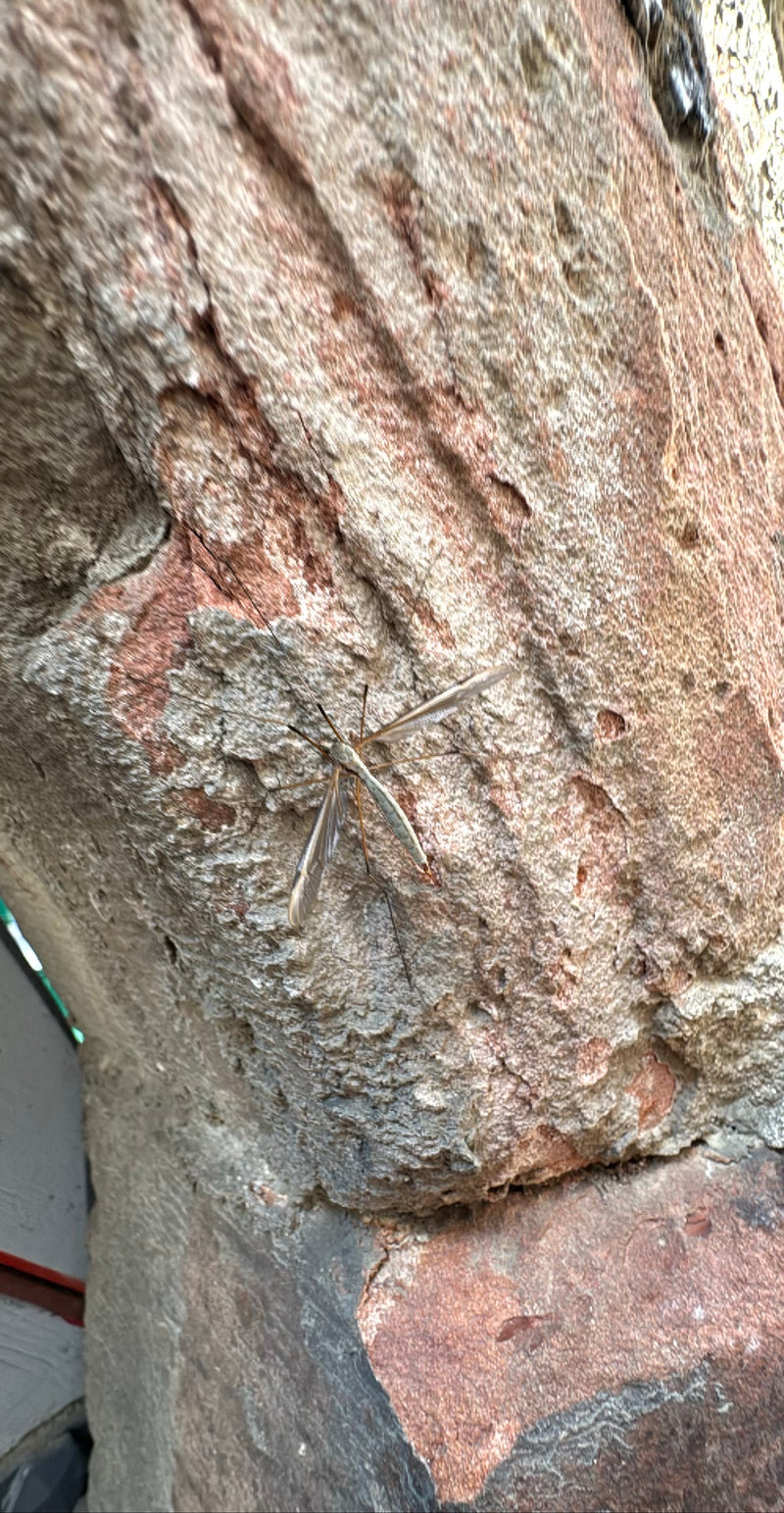 Kohlschnake — Bild 2