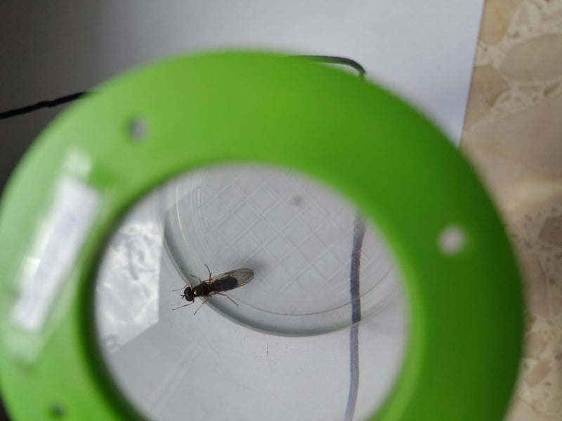 Wiesenschwebfliege — Bild 1 von 1