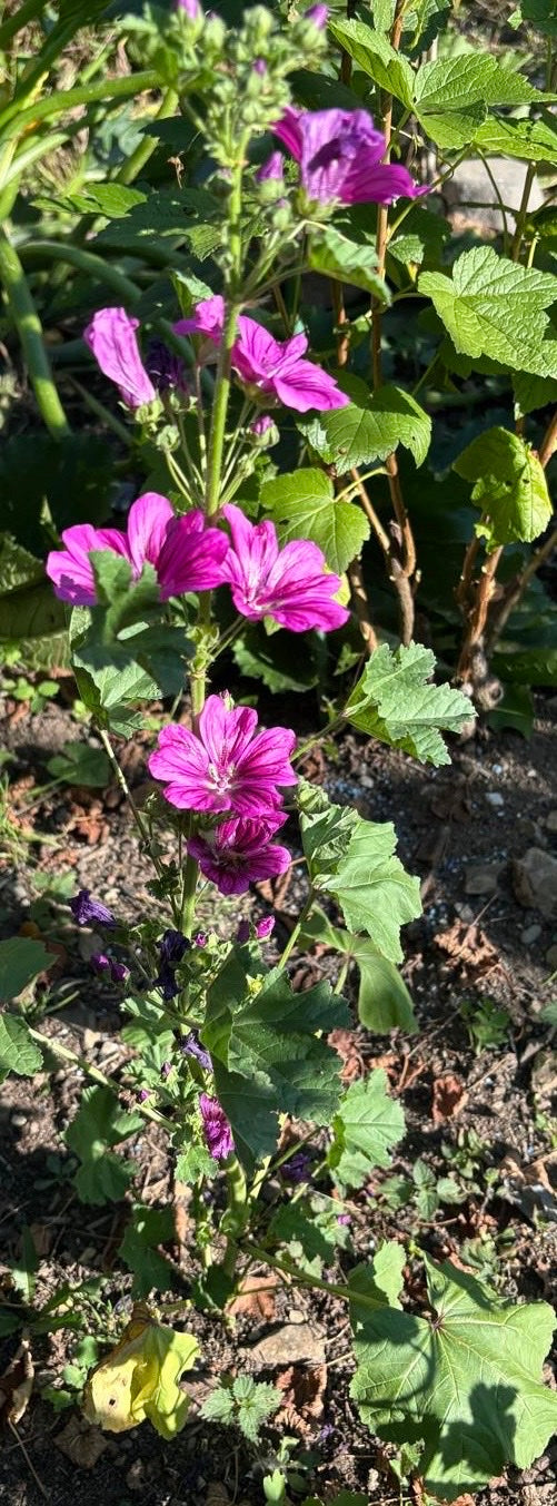 Zu sehen ist eine aufrecht wachsende Wilde Malve mit charakteristischen, violett-pinken Blüten und gelappten Blättern. Die Pflanze steht in einem Gartenbeet ...