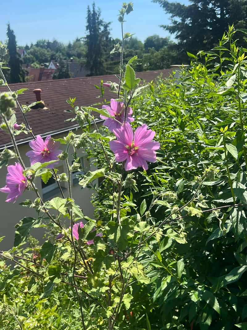 Malve — Bild 4