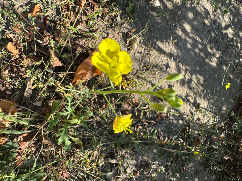 Eine blühende Wilde Rauke mit leuchtend gelben Blüten und Knospen auf trockenem, laubbedecktem Boden.
