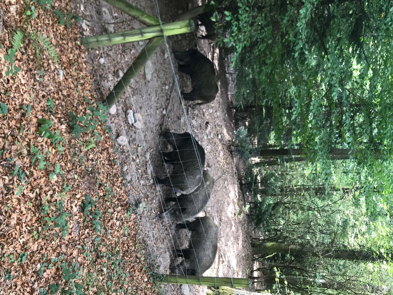 Mehrere Wildschweine laufen hintereinander auf einem waldbodenartigen Untergrund in einem Gehege. Entlang des Weges verläuft ein Zaun.