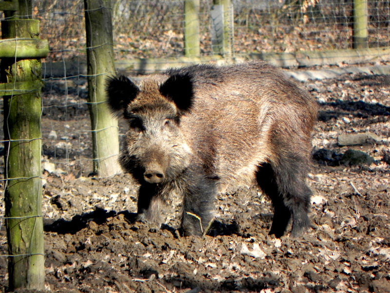 Ein Wildschwein steht frontal auf schlammigem Boden in einem Gehege. Im Hintergrund sind Holzbalken und ein Maschendrahtzaun zu erkennen.
