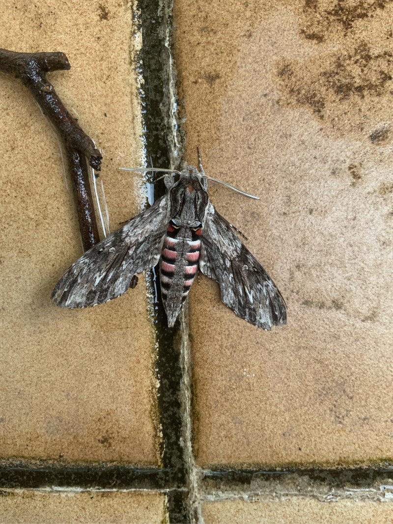 Windenschwärmer — Bild 4