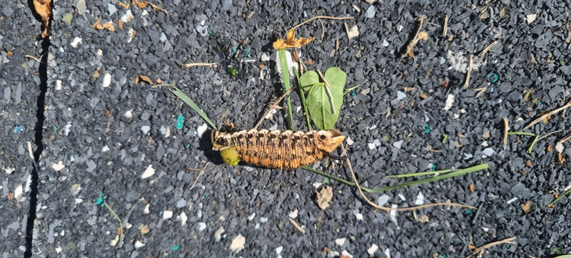 Windenschwärmer — Bild 4 von 21