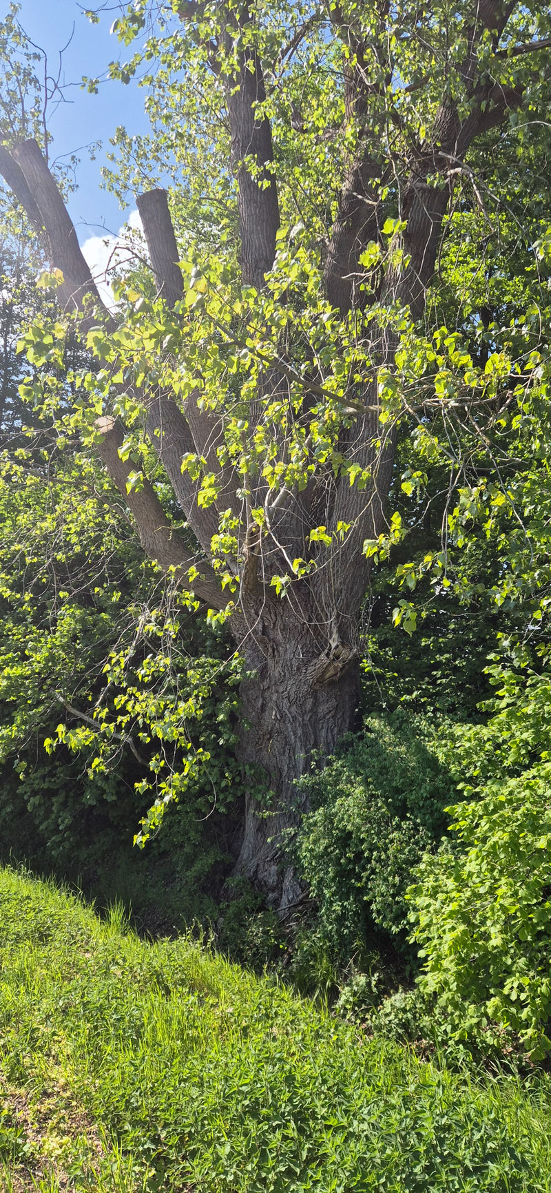 Winterlinde — Bild 1