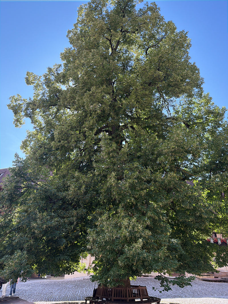 Das Foto zeigt eine grosse, ausgewachsene Winterlinde mit dichter Krone auf einem gepflasterten Platz. Der Baum steht frei und füllt den Grossteil des Bildes...