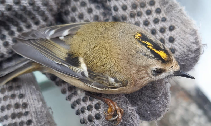 Ein Wintergoldhähnchen liegt in einer behandschuhten Hand und zeigt seinen charakteristischen gelb-schwarzen Scheitelstreif.