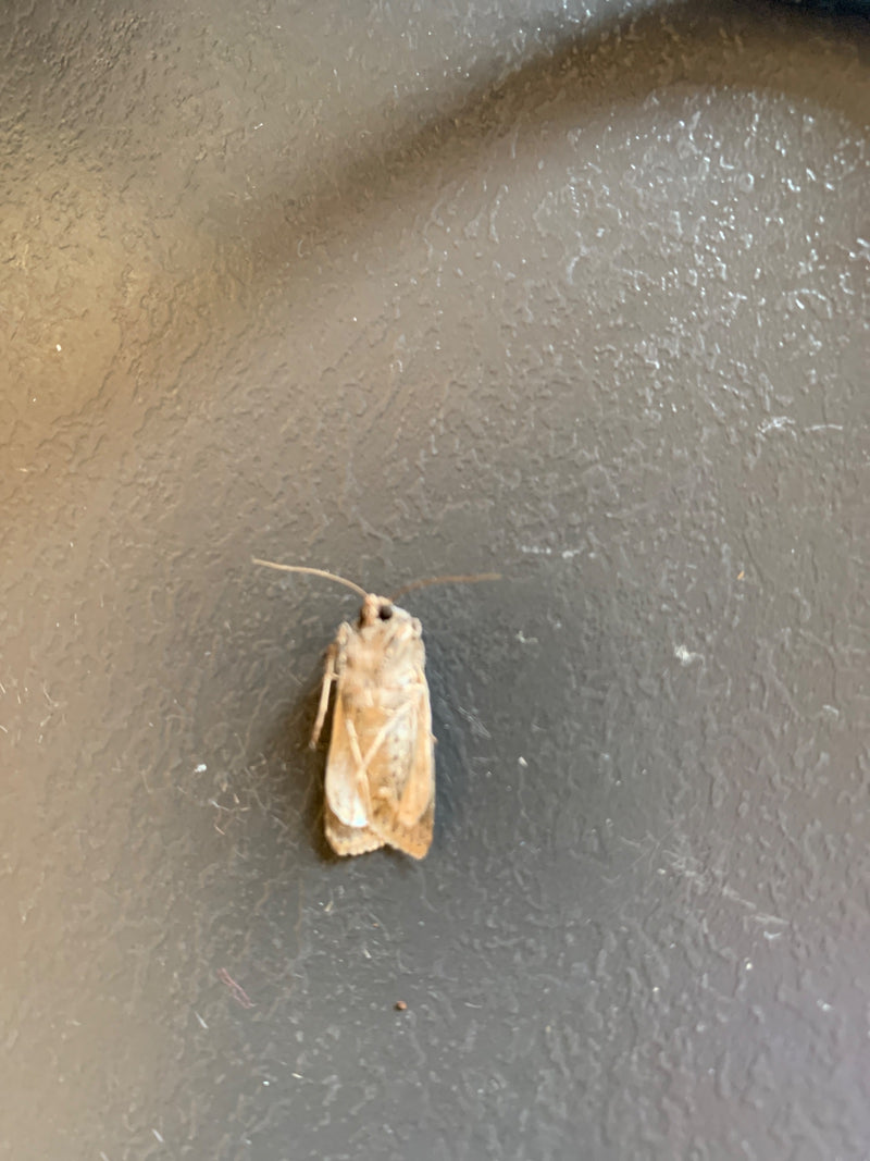 Eine Wintersaateule sitzt auf einer dunklen, strukturierten Oberfläche. Das Insektenexemplar ist gut erkennbar.
