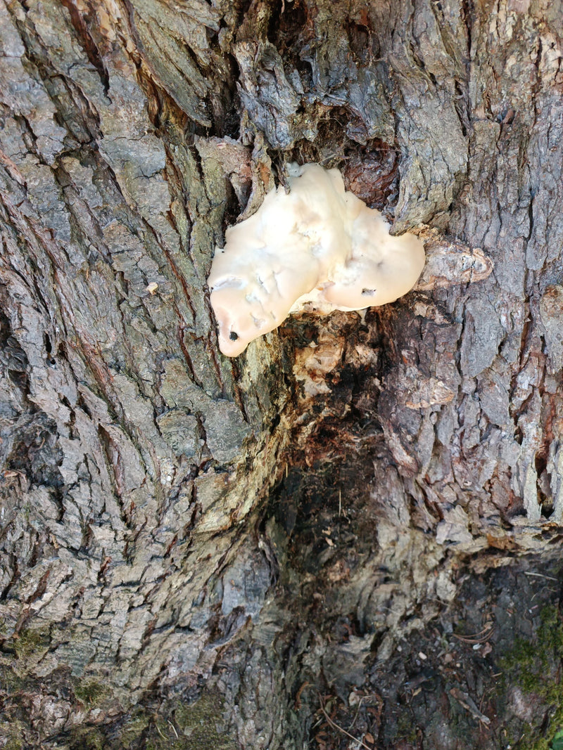 Wolfsmilch-Netzstäubling — Bild 2 von 5