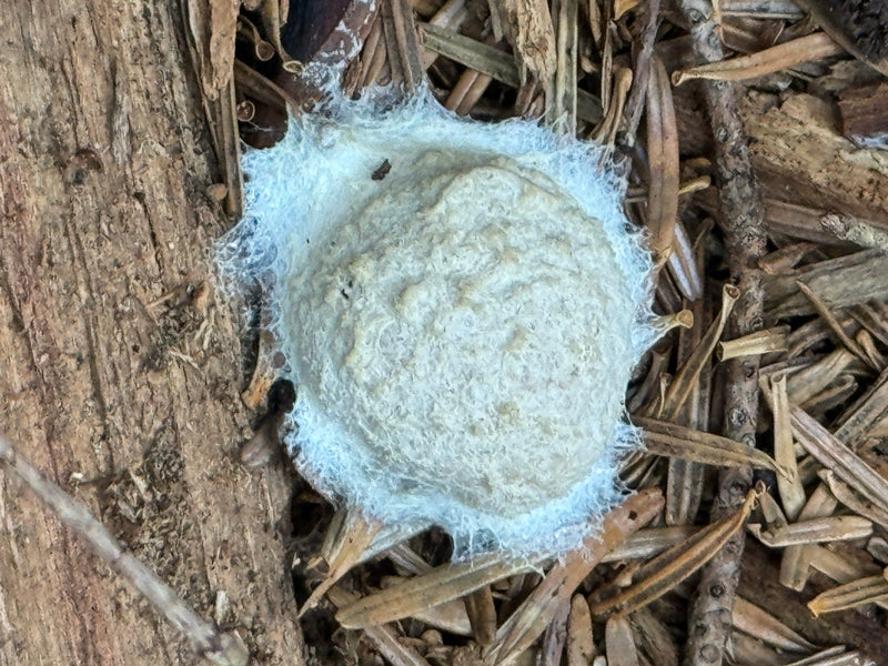 Ein weißlich-silbernes Aethalium des Wolfsmilch-Netzstäublings liegt auf Totholz und Nadelstreu.