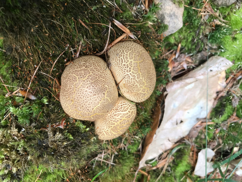 Wolfsmilch-Netzstäubling — Bild 4 von 5