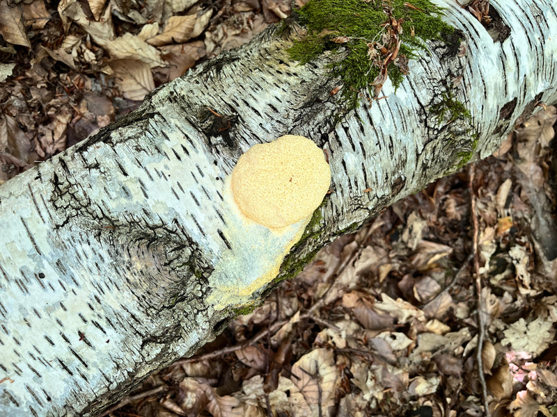 Wolfsmilch-Netzstäubling — Bild 1 von 5