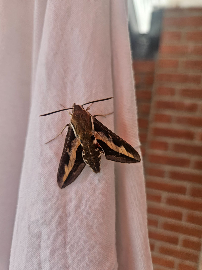Wolfsmilchschwärmer — Bild 3