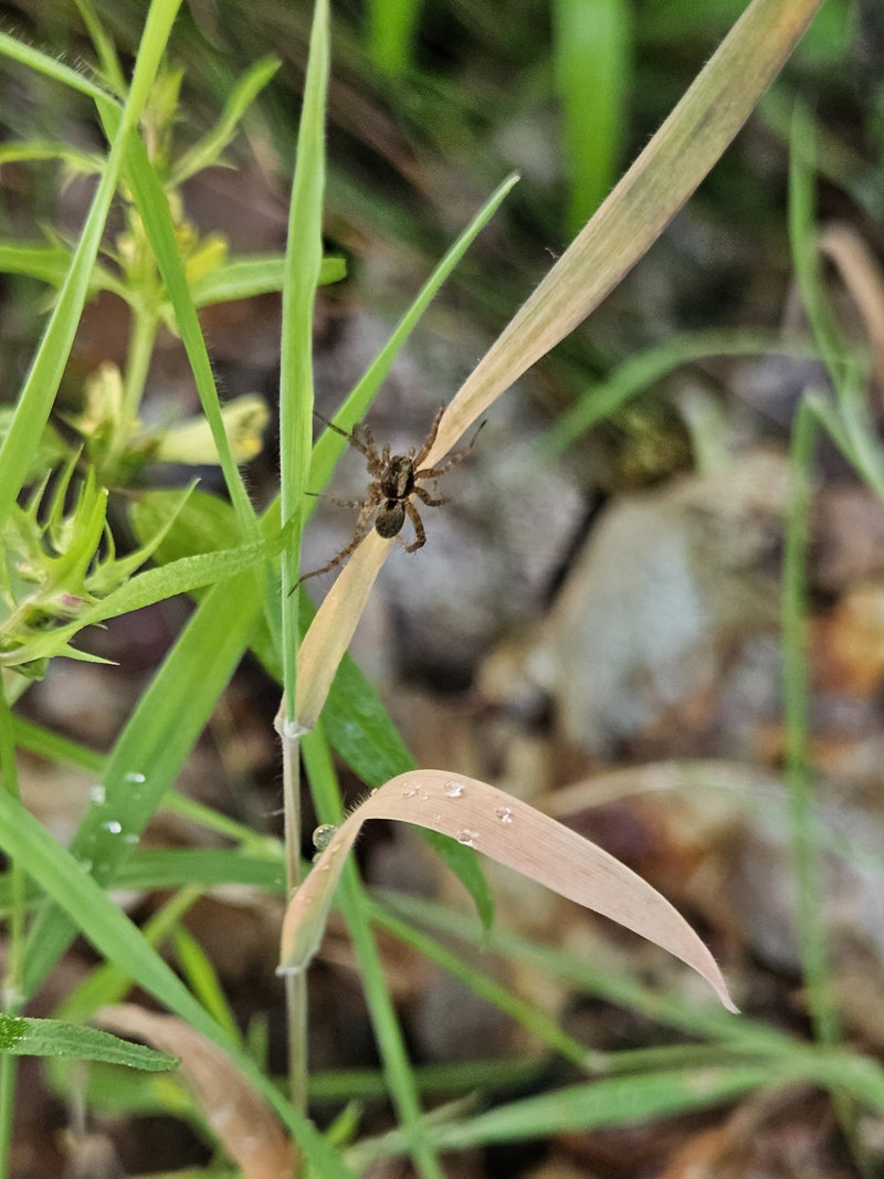 Wolfspinne (Gattung Pardosa) — Bild 1