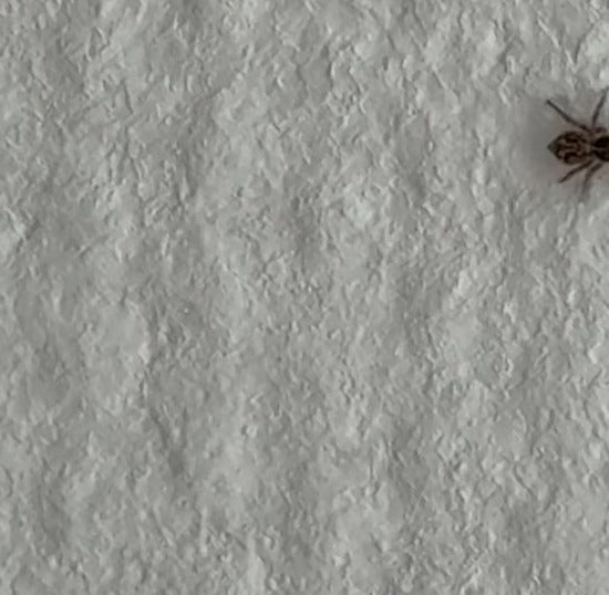 Wolfspinne (Gattung Pardosa) — Bild 1