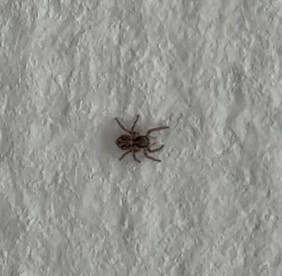 Wolfspinne (Gattung Pardosa) — Bild 3