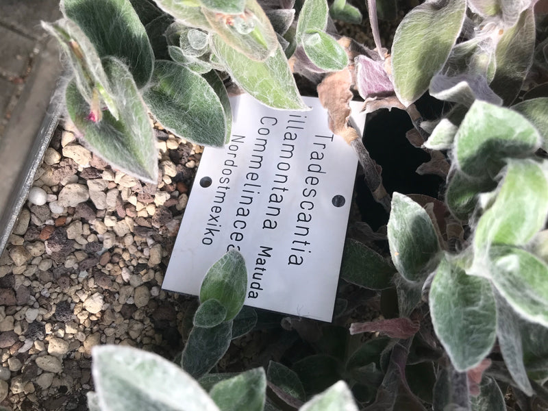 Wollige Dreimasterblume — Bild 1 von 2