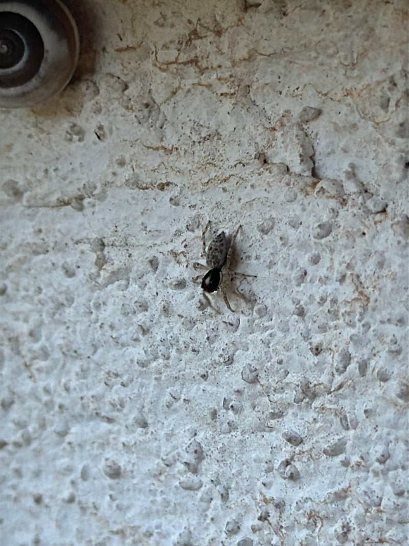 Wollige Mauerspringspinne — Bild 4