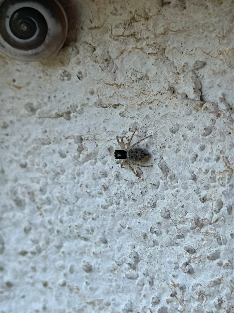 Wollige Mauerspringspinne — Bild 5