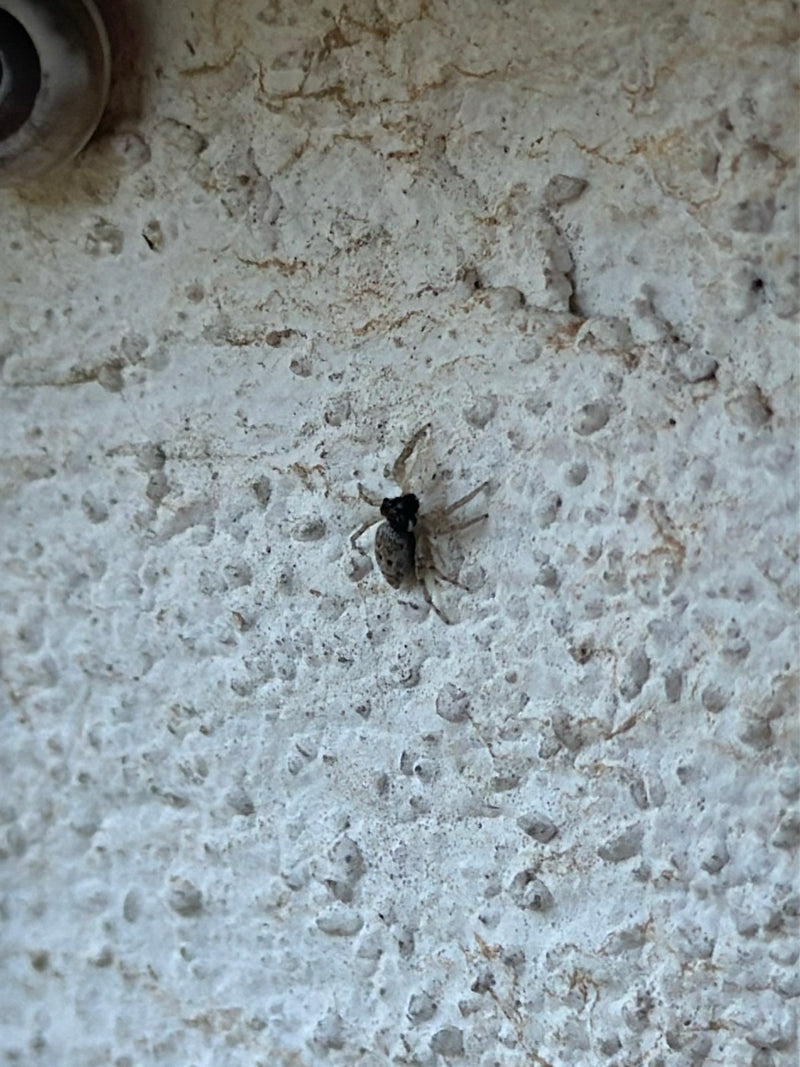 Wollige Mauerspringspinne — Bild 3