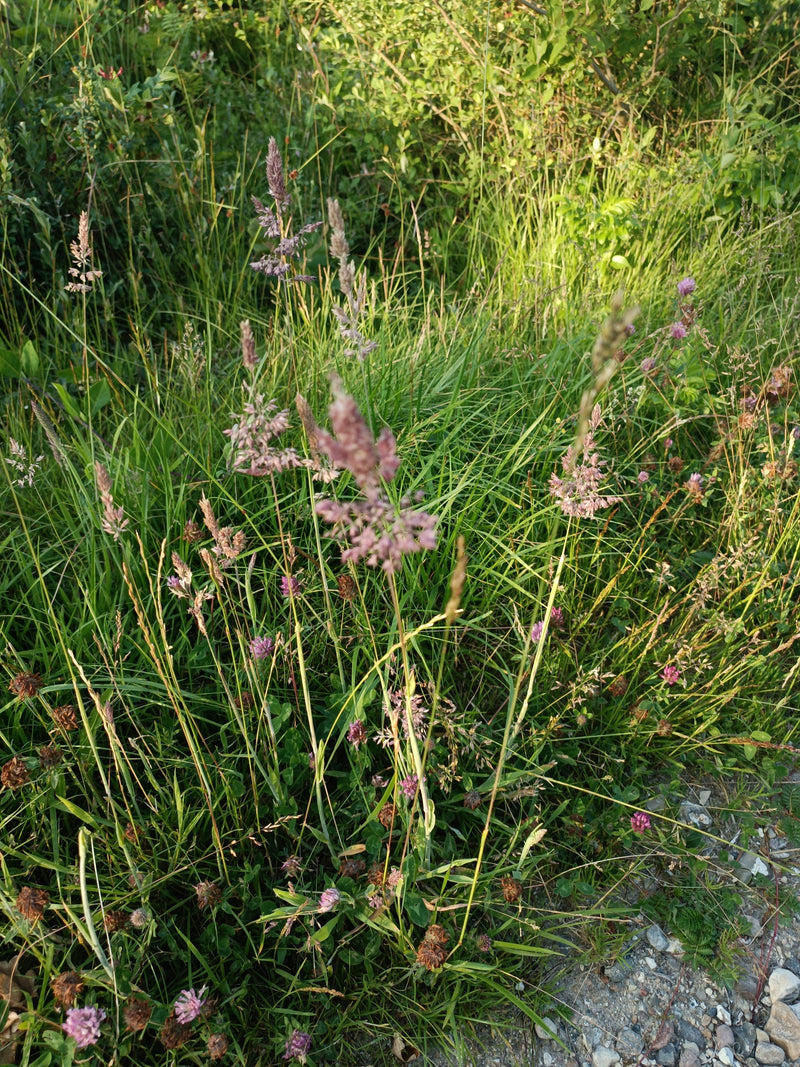 Wolliges Honiggras — Bild 2