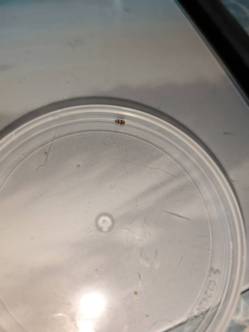 Museums- oder Kabinettkäfer — Bild 3