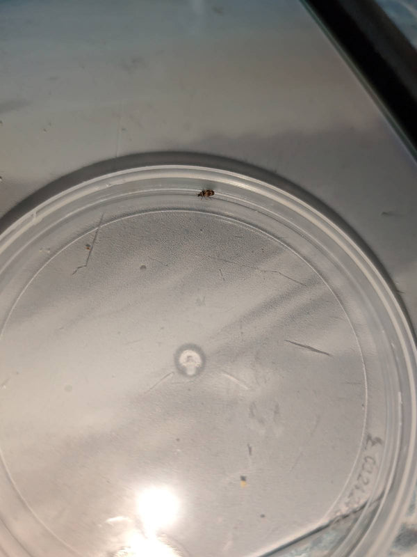 Auf einem runden Plastikdeckel sitzt ein kleiner Wollkrautblütenkäfer. Das Insekt ist aufgrund der Entfernung recht klein zu erkennen.