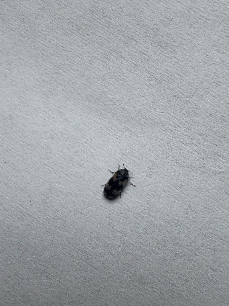 Wollkrautblütenkäfer — Bild 2
