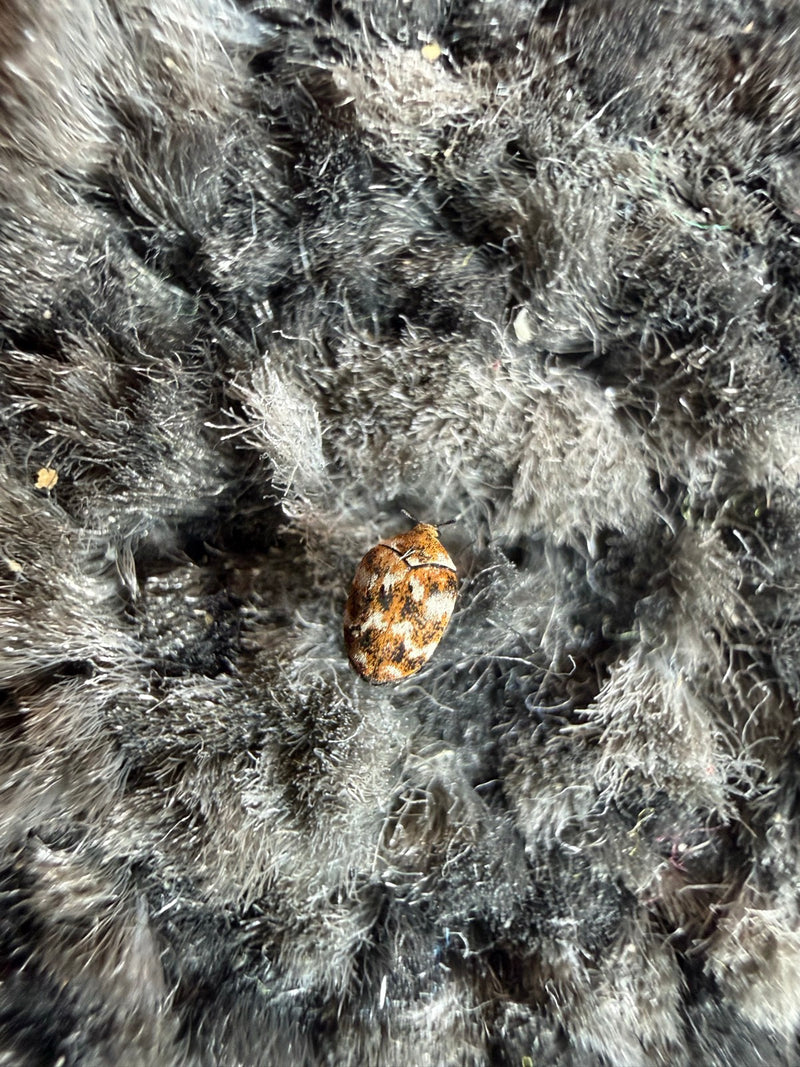 Museums- oder Kabinettkäfer — Bild 2