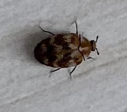 Ein Wollkrautblütenkäfer mit typischer Musterung sitzt auf einer hellen Unterlage. Die Aufnahme zeigt das Tier von oben.