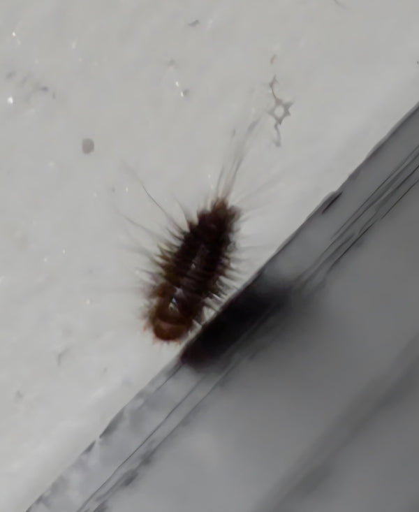 Auf einer hellen Oberfläche krabbelt die borstige, braune Larve eines Wollkrautblütenkäfers. Am Hinterende sind auffällige Haarbüschel erkennbar.