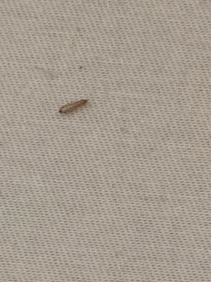 Museums- oder Kabinettkäfer — Bild 5