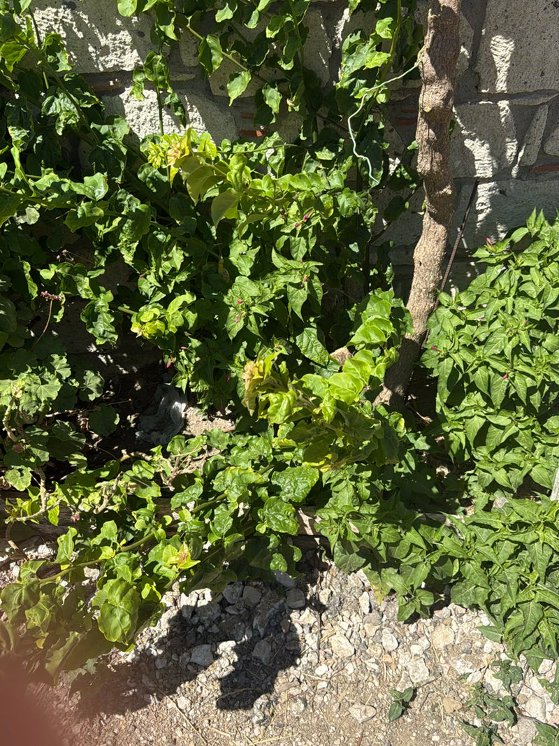 Wunderblume — Bild 2