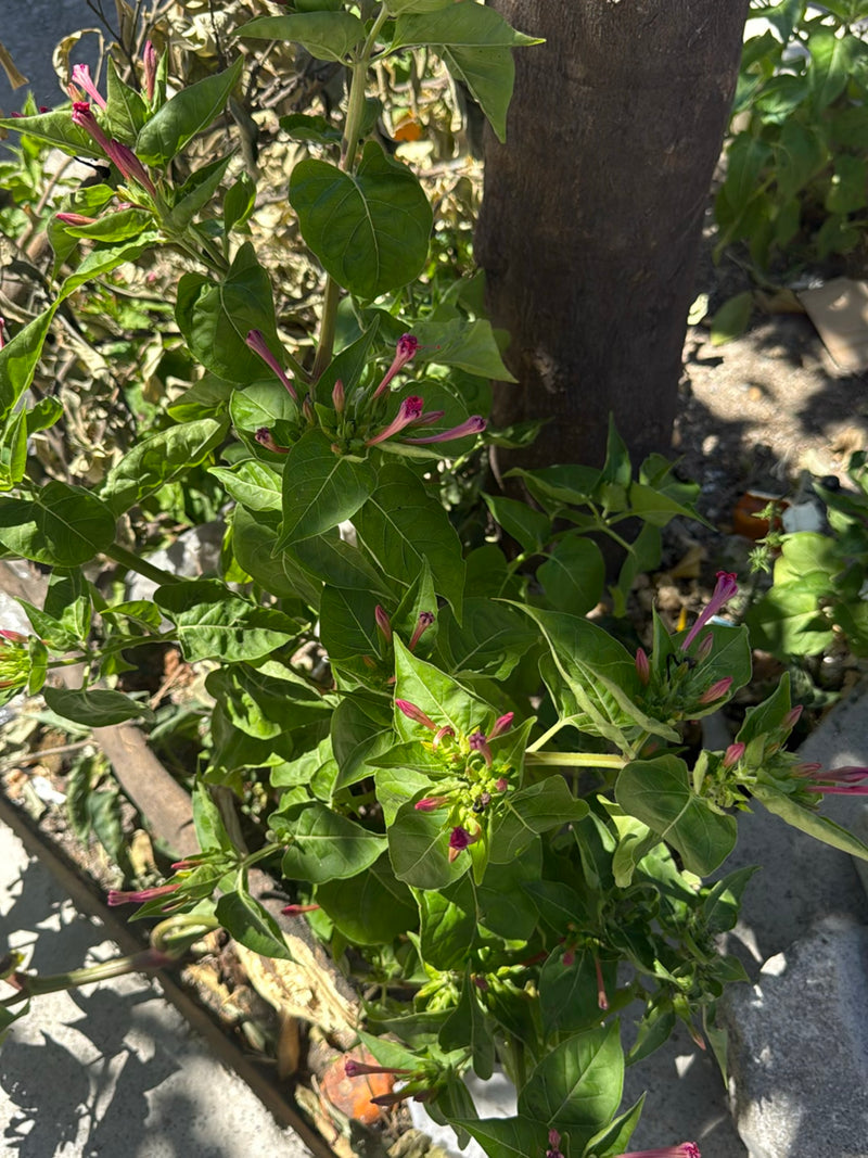 Wunderblume — Bild 4