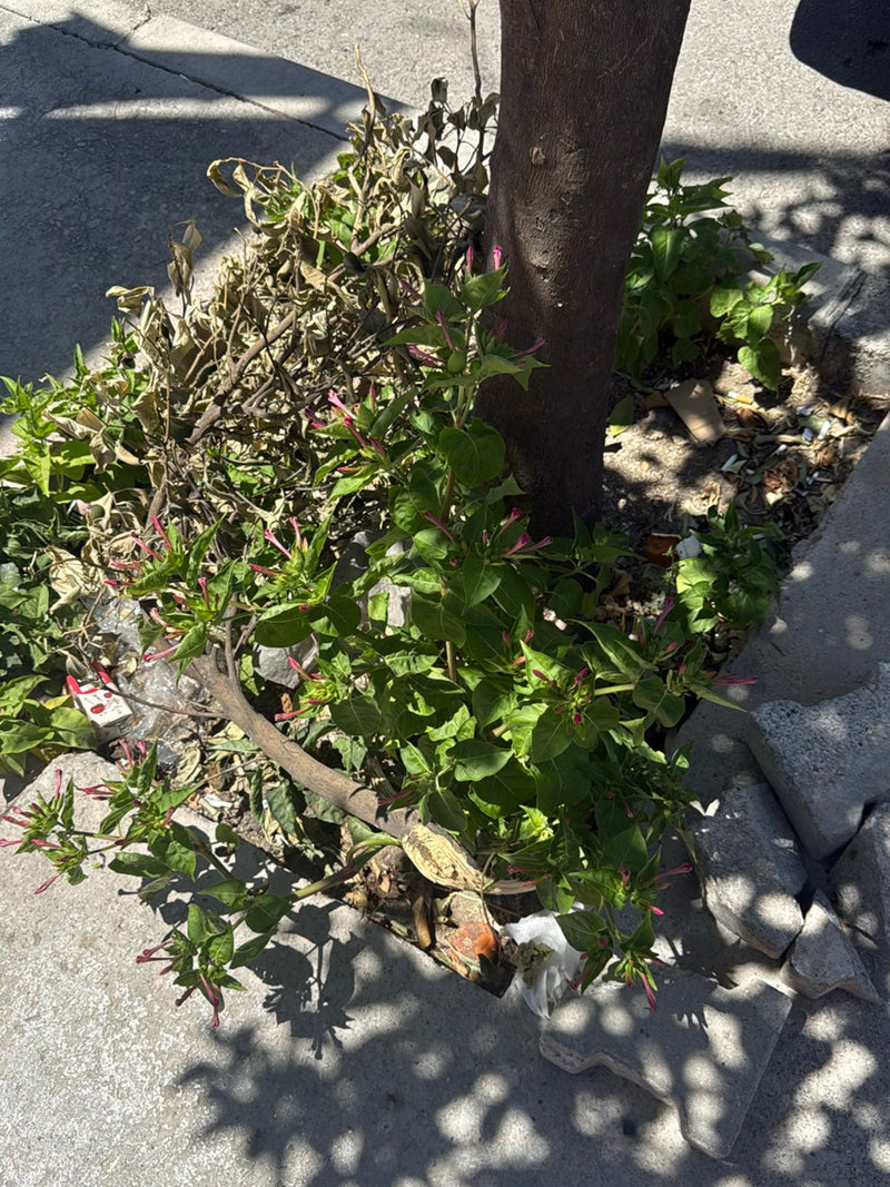 Wunderblume — Bild 3