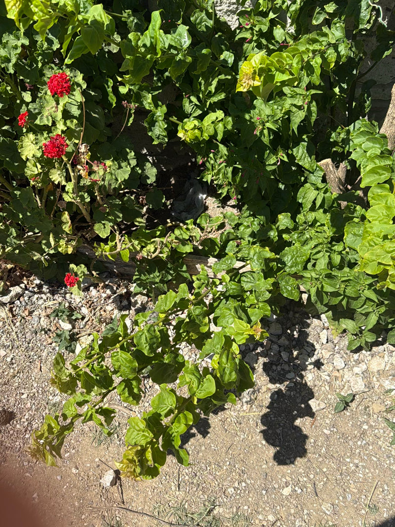 Wunderblume — Bild 1