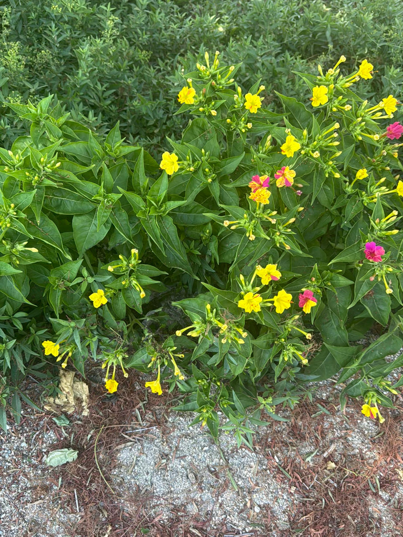 Wunderblume — Bild 5