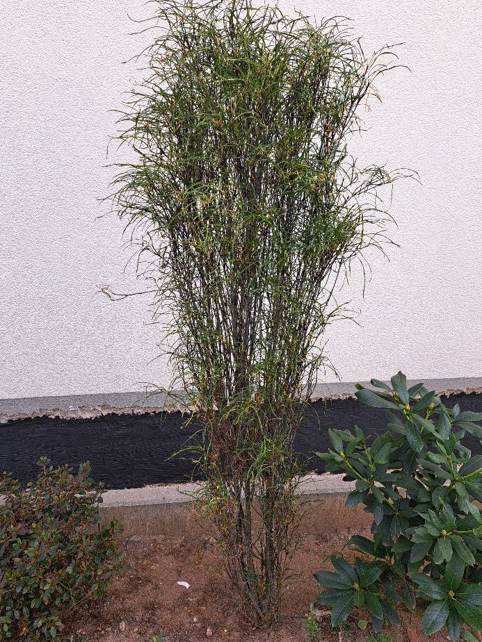Zu sehen ist ein schlanker Krotonstrauch mit feinen, schmalen Blättern vor einer hellen Wand. Die Pflanze wächst in einem Beet im Freien.