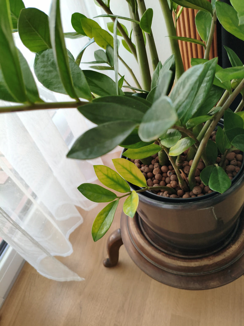 Gluecksfeder — Bild 3