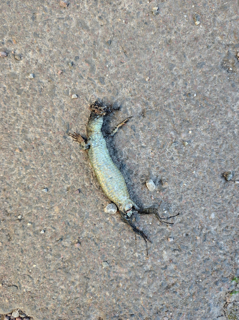 Zauneidechse — Bild 2