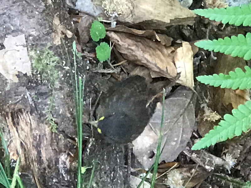 Ein junger Zaunkönig sitzt regungslos auf dem moosigen Waldboden zwischen trockenem Laub und Farnblättern. Das Gefieder bietet durch seine braune Färbung ein...