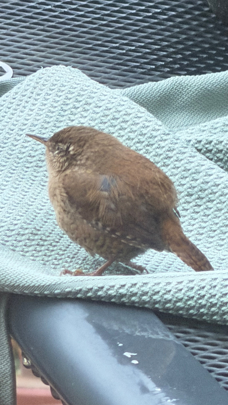 Ein Zaunkönig sitzt in Nahaufnahme auf einem hellgrünen Stofftuch auf einem Gartenstuhl.