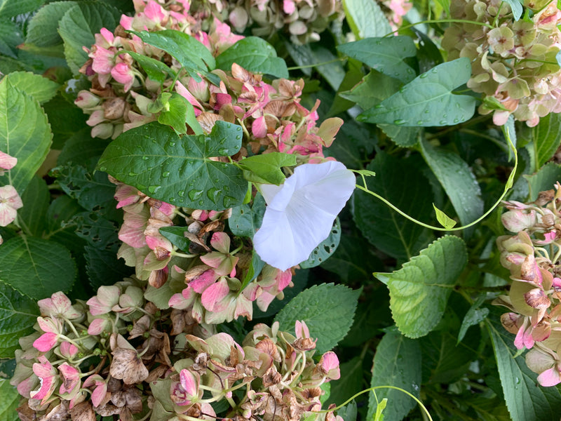 Zaunwinde — Bild 1 von 3