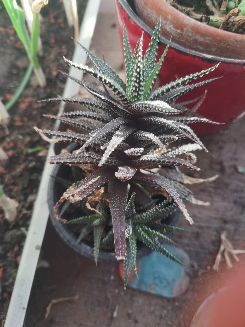 Zebra-Ampelaloe — Bild 1