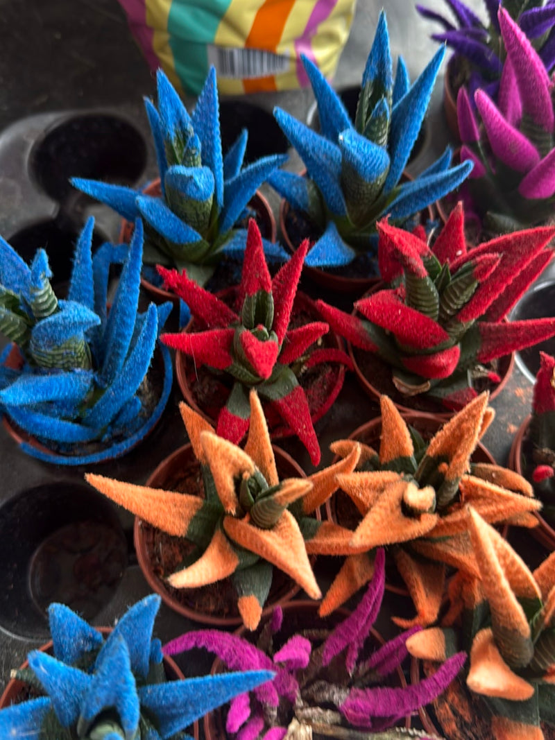 Zebra-Ampelaloe — Bild 4