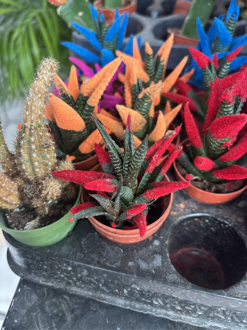 Zebra-Ampelaloe — Bild 5
